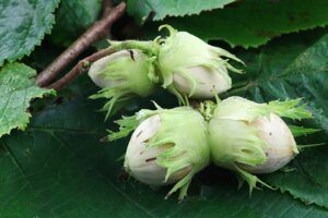 Фундук Corylus maxima Северный (6 лет)