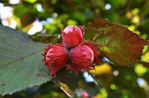 Фундук Corylus maxima Московский рубин (6 лет)