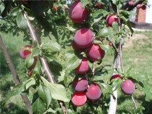 Алыча Prunus divaricataм Ариадна (6 лет)