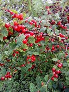 Вишня войлочная Prunus tomentosa Песчановойлочная (7 лет)