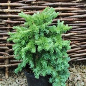 Лиственница японская Блю Двоф (Larix kaempferii Blue Dwart) (штамб 90см, саженец конт. 25л)