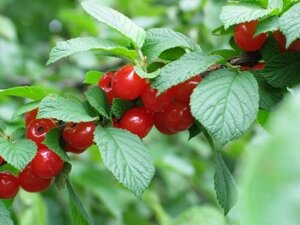 Вишня войлочная Prunus tomentosa Осенняя вировская (7 лет)