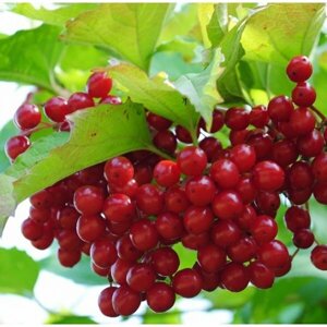 Калина красная Viburnum оpulus Красный коралл (1,5-1,8м/С15)