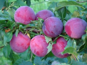 Алыча Prunus divaricataм Кубанская Комета (5 лет)