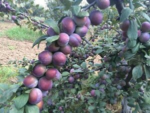 Алыча Prunus divaricataм Stanley (6 лет)