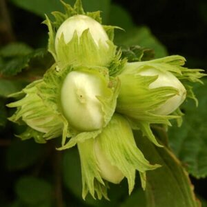 Фундук Corylus maxima Тамбовский поздний (6 лет)