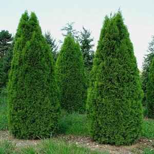 Туя западная Смарагд (Thuja occidentalis Smaragd) (трибол саженец конт. 15л)