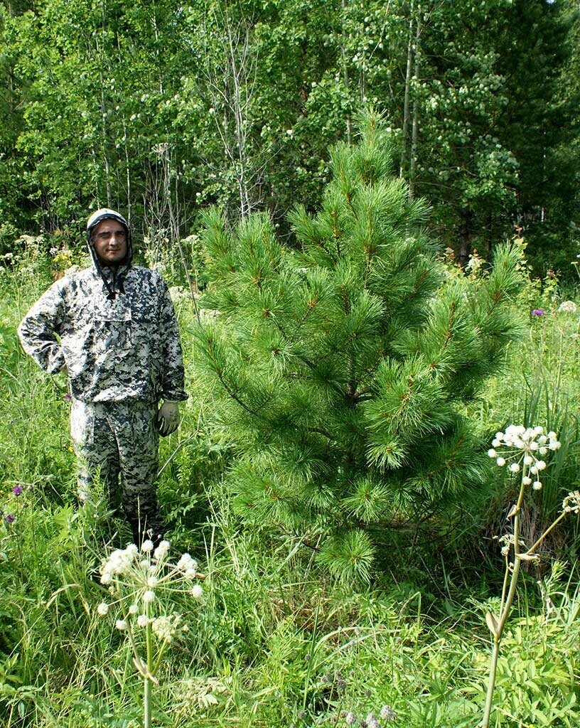 Рассада, саженцы, кустарники, деревья 24kedr. ru Саженцы, кедр сибирский, экстра класс, 230-270 см. от компании MetSnab - фото 1