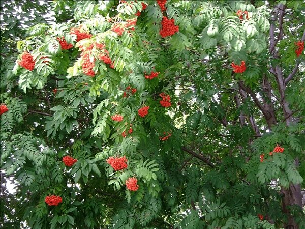 Рябина садовая Невеженская (6 лет) от компании MetSnab - фото 1