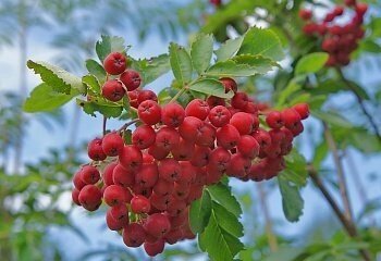 Рябина садовая Сказочная (5 лет) от компании MetSnab - фото 1