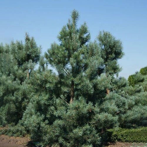 Сосна обыкновенная Глаука (Pinus sylvestris Glauca) (125-150см, саженец конт. 65) от компании MetSnab - фото 1