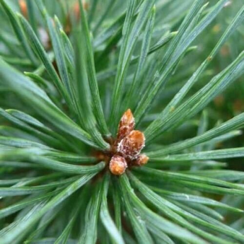 Сосна обыкновенная Мартэм (Pinus sylvestris Martham) (40-50см, саженец конт. 18л) от компании MetSnab - фото 1