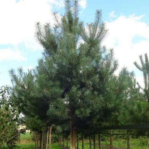 Сосна обыкновенная (Pinus sylvestris Sylvestris ) (120-140см) от компании MetSnab - фото 1