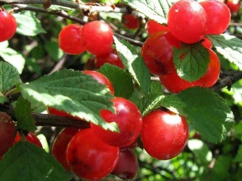 Вишня войлочная Prunus tomentosa Смуглянка восточная (5 лет) от компании MetSnab - фото 1