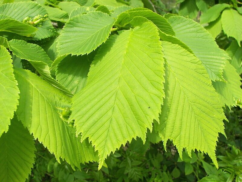 Вяз шершавый Ulmus glabra Exoniensis (2,2-2,5м/С20) от компании MetSnab - фото 1