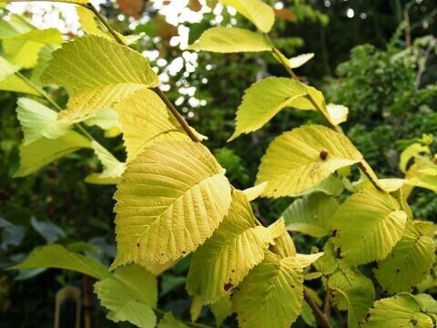 Вяз шершавый Ulmus glabra Lutescens (2,2-2,5м/С20) от компании MetSnab - фото 1